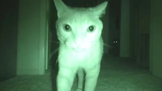 What Cats Do At Night...