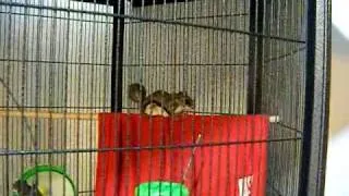 Southern Flying Squirrel Chirping