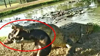 The Crocodile 🐊 that killed Dog 🐕 | Crocodile attack dog | Crocodile vs Dog | Crocodile attack,