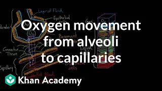 Oxygen movement from alveoli to capillaries | NCLEX-RN | Khan Academy