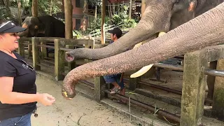 Feeding elephants at a sanctuary