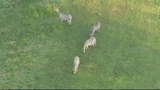 Former Zebra owner acquitted in animal cruelty case in Maryland