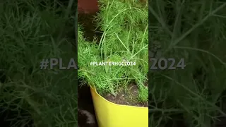 HERB GARDEN CHALLENGE 2024