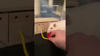 Testing My Pet Rat’s Intelligence (Box Puzzle)