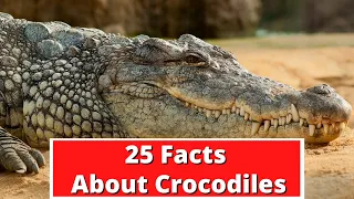 25 FACTS ABOUT CROCODILES | GLOBAL FACTS VIDEO