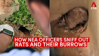 How NEA officers sniff out rats and their burrows across Singapore