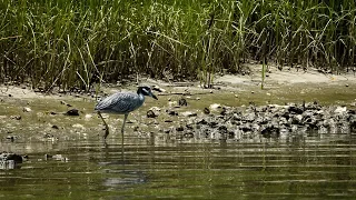 Restoring oysters on the Lafayette River