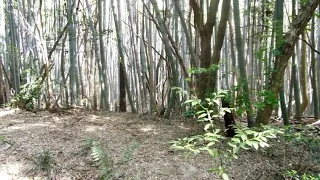 A Walk in the Bamboo Forest in Japan