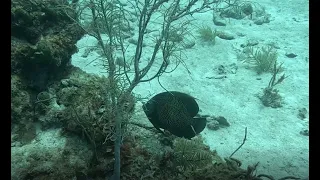 Cayman Brac - Lobster Pot Pt 1 - Reef Fish at the start then a Trigger leads to a LARGE FRENCH ANGEL