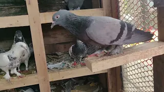 Pigrons : My Gultu Eating! | Pigeons | Birds | Nature with Animals