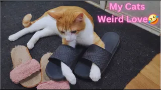 Why Do Cats Love to Sit on Shoes so Much🤣 Funny Cat Videos will Make you Laugh😂 Watch till the End 😁