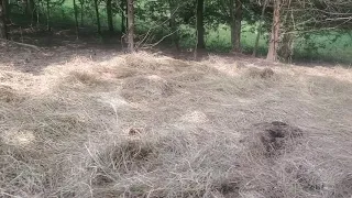 Methods used for converting a brushy field into pasture.