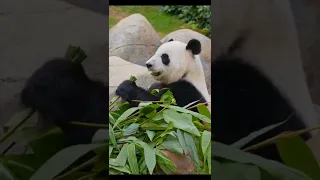 Stress relief calming and relaxation music to relax, cute panda eating #shorts