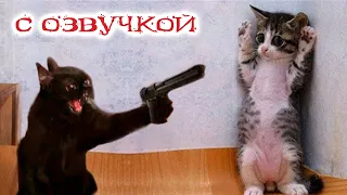 Приколы с котами! Смешные коты! - С ОЗВУЧКОЙ! Самые Смешные животные