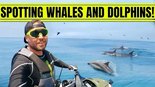 WHALE WATCHING on a SeaDoo in California!