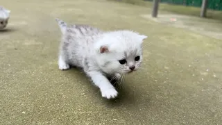 The 24-day-old kitten can already walk on its own!