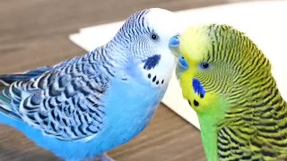 Kiwi and Pixel have an office conference - BIRD OFFICE!