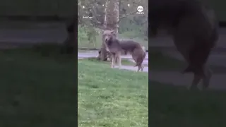 Large coyote seen strolling in Central Park