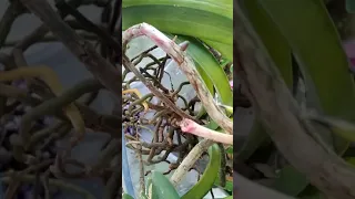 Обзор редких орхидей. Кохлеантес, Вандовые. Я в шоке от роста корней