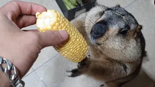 Marmot loves Japanese corn