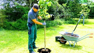 PROPER TREE PLANTING | PLANTING HOLE,STAKE SUPPORT,TRUNK PROTECTION, HOW TO PLANT WALNUT DETAIL DIY