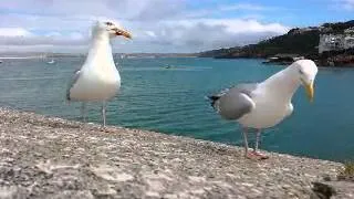 Two seagulls having a hilarious argument