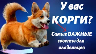 У вас корги? Самые важные советы для владельцев корги. Смотрим.