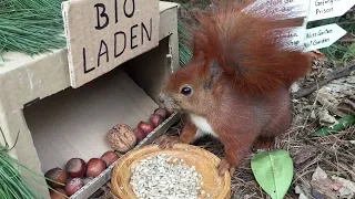 Eichhörnchen Entertainment - Bio Laden | Squirrel Entertainment - Organic Store