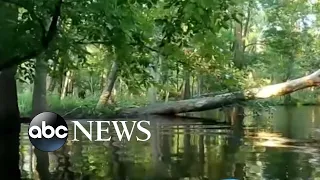 North Carolina alligator attack