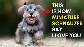 12 Sign Shows Your Miniature Schnauzer Dog Loves You But you Don't Know