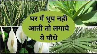 बिना धूप और देखभाल के आसानी से उगायें ये पौधे | Best Indoor Plants in India for Decoration