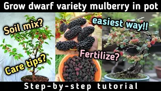 Easiest Way To Get Maximum Fruits On Mulberry | How to grow dwarf variety mulberry tree in pot 2021