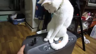 猫VSおれ   Cats VS me