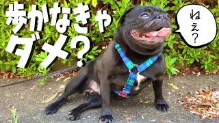 どうしても歩くのが嫌な愛犬www彼女に立ちはだかる壁とは...？決意の日！