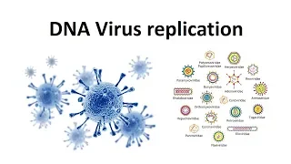 Replication of DNA viruses