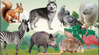 Funny Farm Animal Moments: Rabbit, Pigeon, Bear, Zebra, Flamingo, Wolf, Squirrel - Animal Paradise