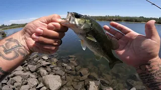 Bass Fishing From The Bank On The CA Delta  Working On Finesse Techniques