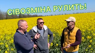 Сівозміна рулить! | Ріпак по різним попередникам | Ярий горох