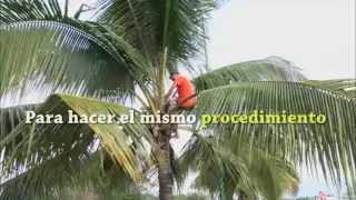 Proceso de extracción de la tuba de Colima