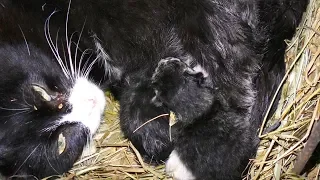 Бездомная кошка рожает котят Спасение новорожденных слепых котят