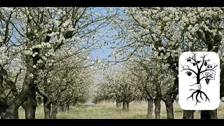 alte Obstbäume schneiden - lange ungeschnittene Bäume in Form bringen auf der Streuobstwiese