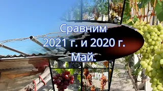 Сравним 2020 и 2021 г. Май. Виноград в Беларуси.