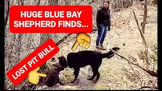 Huge Blue Bay Shepherd Finds Lost Pit Bull for Owners