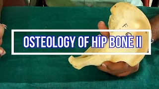 Osteology of Hip bone II Side side determination | Anatomical Position | Attachments | Applied