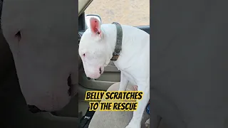 Belly Scratches Are His Kryptonite #doglover #bullterrier #dogshorts #funnydogs #funnyanimals #dog