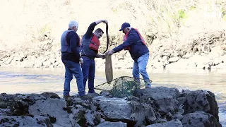 Pesca da lampreia nas pesqueiras do rio Minho arrancou com menos exemplares | Altominho TV