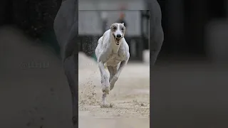 Top 10 Fastest Dog Breeds In the World 😱🔥 #shorts #top10 #dog