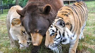 Löwe, Tiger und Bär wurden unzertrennlich, nachdem man sie in einem Keller gefunden hatte