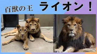 百獣の王ライオン♪ Lion【ズーラシア公式】