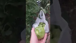 Очень понравился этот сорт ,, ТЯЖЕЛОВЕС СИБИРИ" 🍅🍅🍅👍